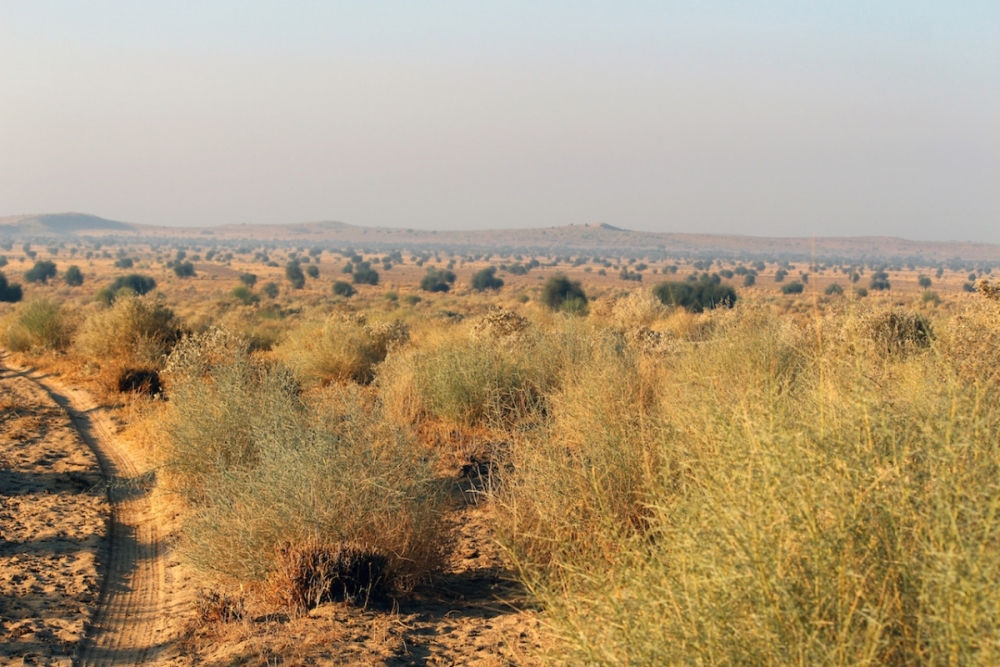 vegetation of rajasthan desert